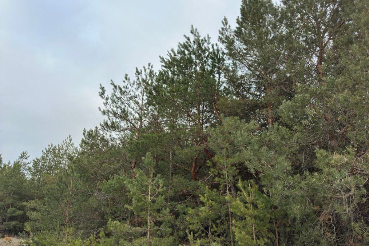 В Ростовской области продлили ограничения на пребывание в лесах до 3 сентября - фото 1