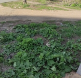 Ход строительства дома 1 в ЖК Уникум по ул. Максимова -